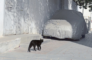 The car in a protective cover under shady home on a hot day, next is a black cat