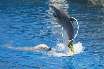 delfines haciendo acrobacias y juegos en la piscina © MdelMar