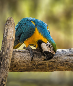 Blue-and-Gold Macaw (Ara ararauna), Western Australia, Australia 