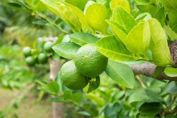 Fresh green lemon limes on tree in organic garden