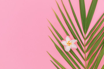 Palm leaf top view still life background on pink background with frangipani flower tropical wallpaper flat lay layout
