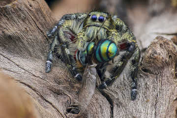Close up of Jumping Spider eating a fly