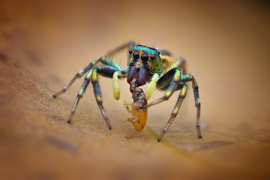 Jumping spider with prey, Batam, Kepulauan Riau, Indonesia