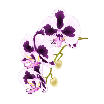 Stem Orchid Phalaenopsis with spots purple and  white flowers and buds tropical plants  on a white background vintage vector botanical illustration for design editable hand draw