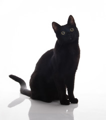 Shorthaired Black Cat on White Background