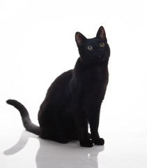 Shorthaired Black Cat on White Background