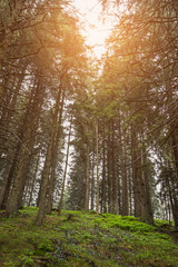 Obraz premium View with the pine forest in the mountains