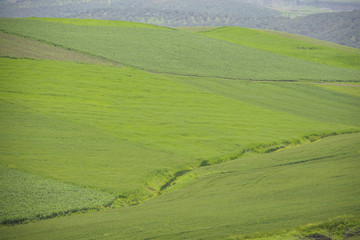 Fototapeta na wymiar MEadows in Morocco