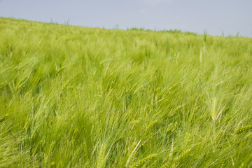 MEadows in Morocco