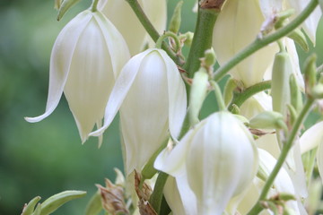 Macro shot of yucca flowers blooming