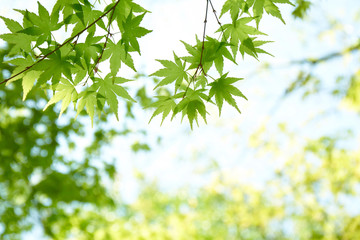 Fototapeta na wymiar 八幡山の新緑の木々