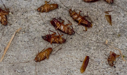 Many cockroach die