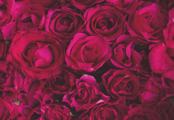 Red rose background