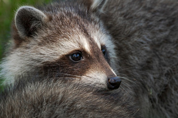 Closeup of baby raccoon