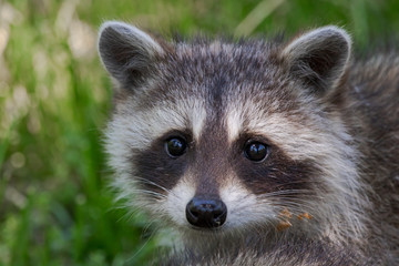 Closeup of baby raccoon