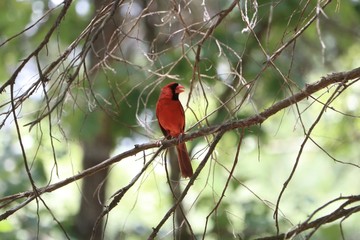 Male cardinal singing on a tree branch