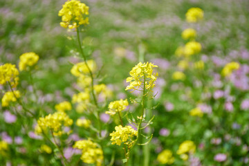 Fototapeta premium 菜の花