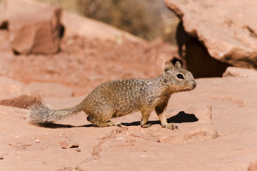 Curious squirrel on rocks at the Grand Canyon