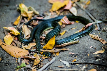 snake