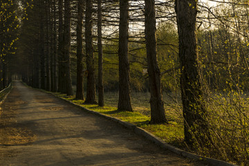 larch alley in the old park in the spring in the evening light
