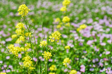 Obraz premium 菜の花