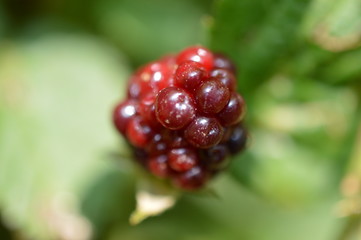 berry