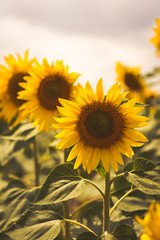 Beautiful sunflowers blooming in the field. Vintage toning. Soft light.