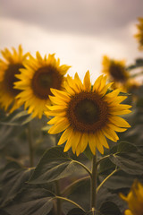 Beautiful sunflowers blooming in the field. Vintage toning. Soft light.