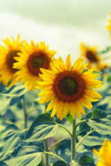 Obraz premium Beautiful sunflowers blooming in the field. yellow-blue toning.
