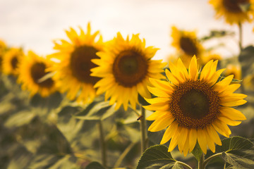 Beautiful sunflowers blooming in the field. Vintage toning. Soft light.