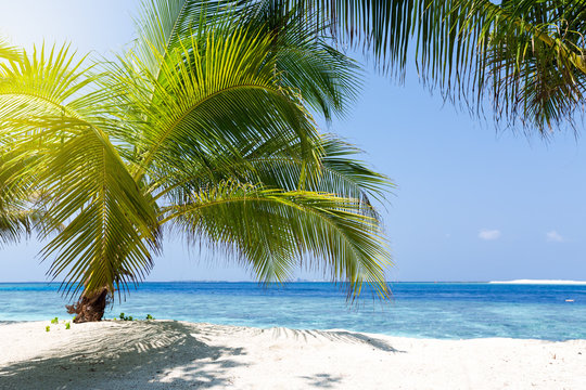 Fototapeta Palm tree on a tropical beach with white sand and turquoise water, Maldives