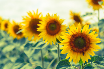 Beautiful sunflowers blooming in the field. yellow-blue toning.
