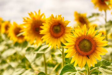 Beautiful sunflowers blooming in the field.