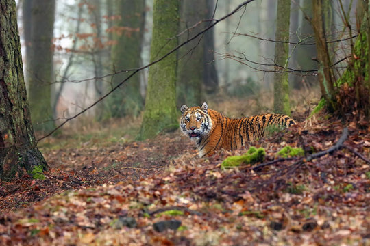 The Siberian tiger (Panthera tigris tigris) also called Amur tiger (Panthera tigris altaica) in the forest, Young female tiger in the forest.