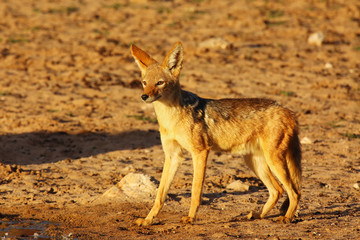 Naklejka na ściany i meble The black-backed jackal (Canis mesomelas) drinks at the waterhole in the desert. Jackal by the water in the evening light. Jackal at sunset at waterhole.