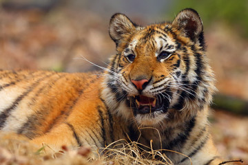 The Siberian tiger (Panthera tigris tigris) also called Amur tiger (Panthera tigris altaica) in the forest, Young female tiger in the forest.