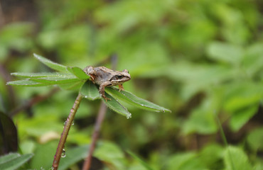 Frog in garden after rain in the evening 