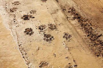 Lion track in the wet desert.