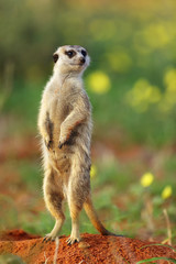 Naklejka na ściany i meble The meerkat or suricate (Suricata suricatta) in the blossoming desert. Suricata on patrol.