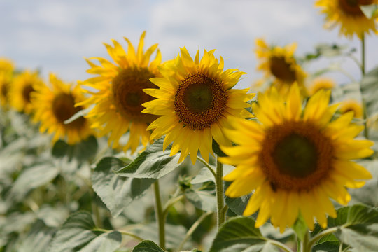 Beautiful sunflowers blooming in the field. © holysource
