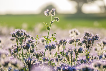 Bienentrachtpflanze © focus finder