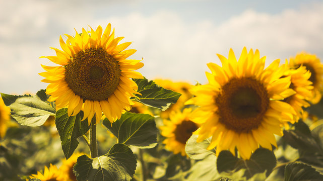 Beautiful sunflowers blooming in the field. Vintage toning. Soft light. © holysource