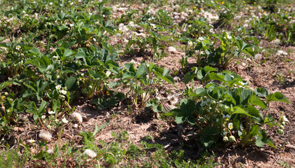 Growing strawberries in a dry season.