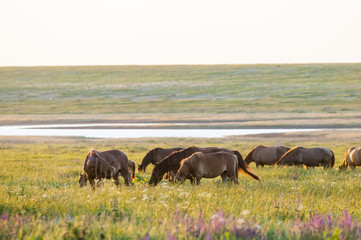 Fototapeta na wymiar A herd of wild horses shown on Water island in atmospheric Rostov state reserve