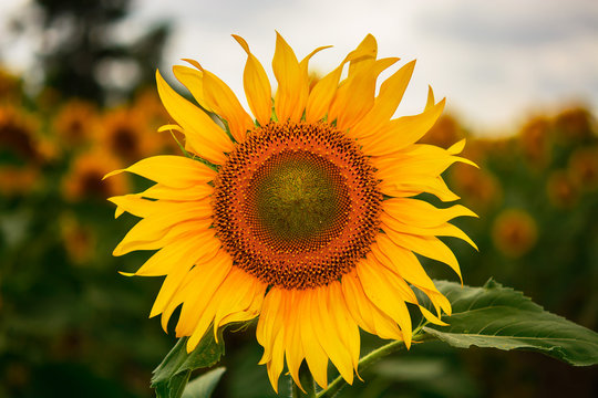 Big, beautiful sunflowers, bright picture.