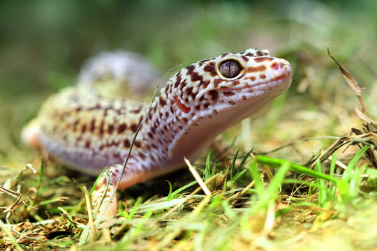 portrait of a leopard gecko