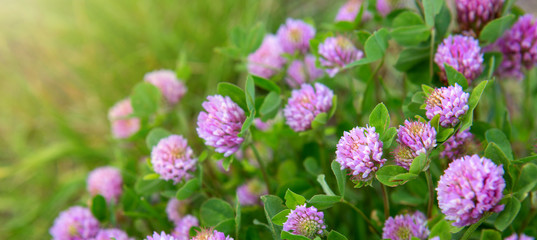 Pink clover flowers in the sunny summer day.