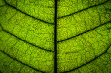 Green leaves texture and leaf fiber, Wallpaper by detail of green leaf.