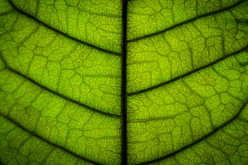 Naklejka na ściany i meble Green leaves texture and leaf fiber, Wallpaper by detail of green leaf.
