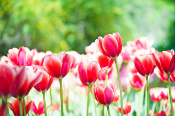 Flowers in Botanic garden